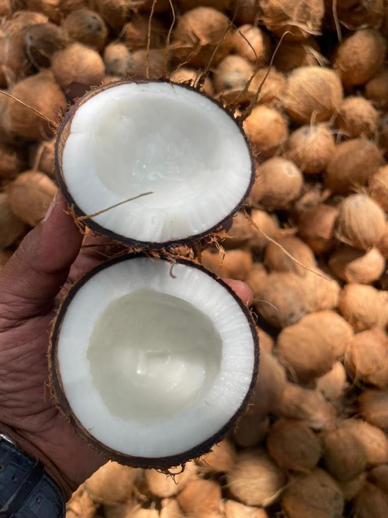Coconut